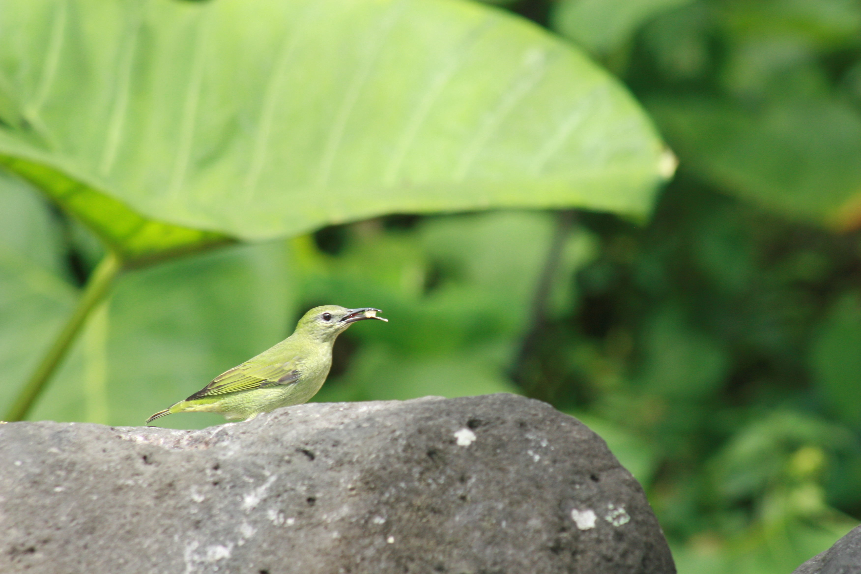 Image of Green Honeycreeper