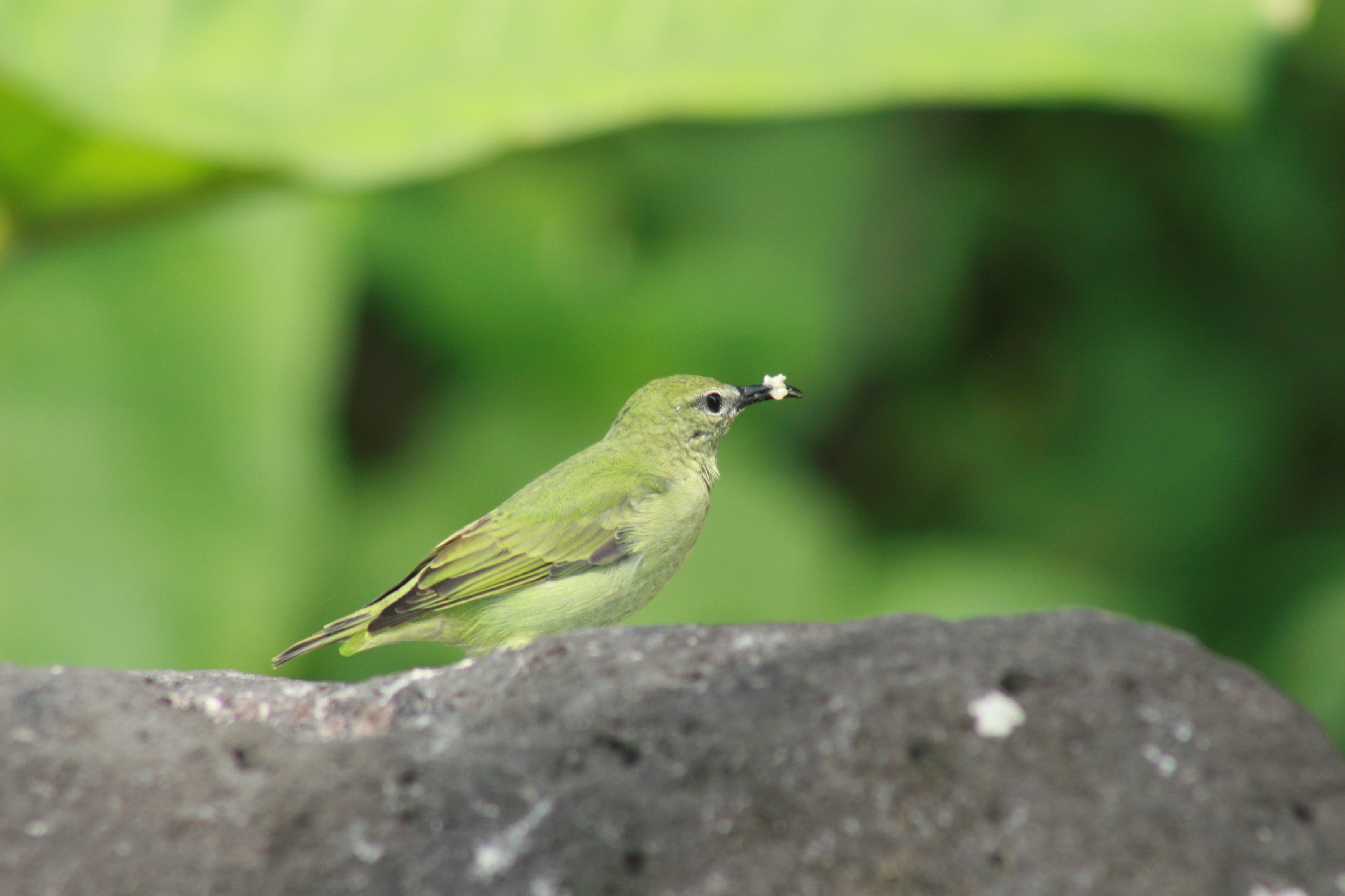 Image of Green Honeycreeper