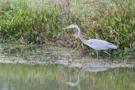 Image of Great Blue Heron