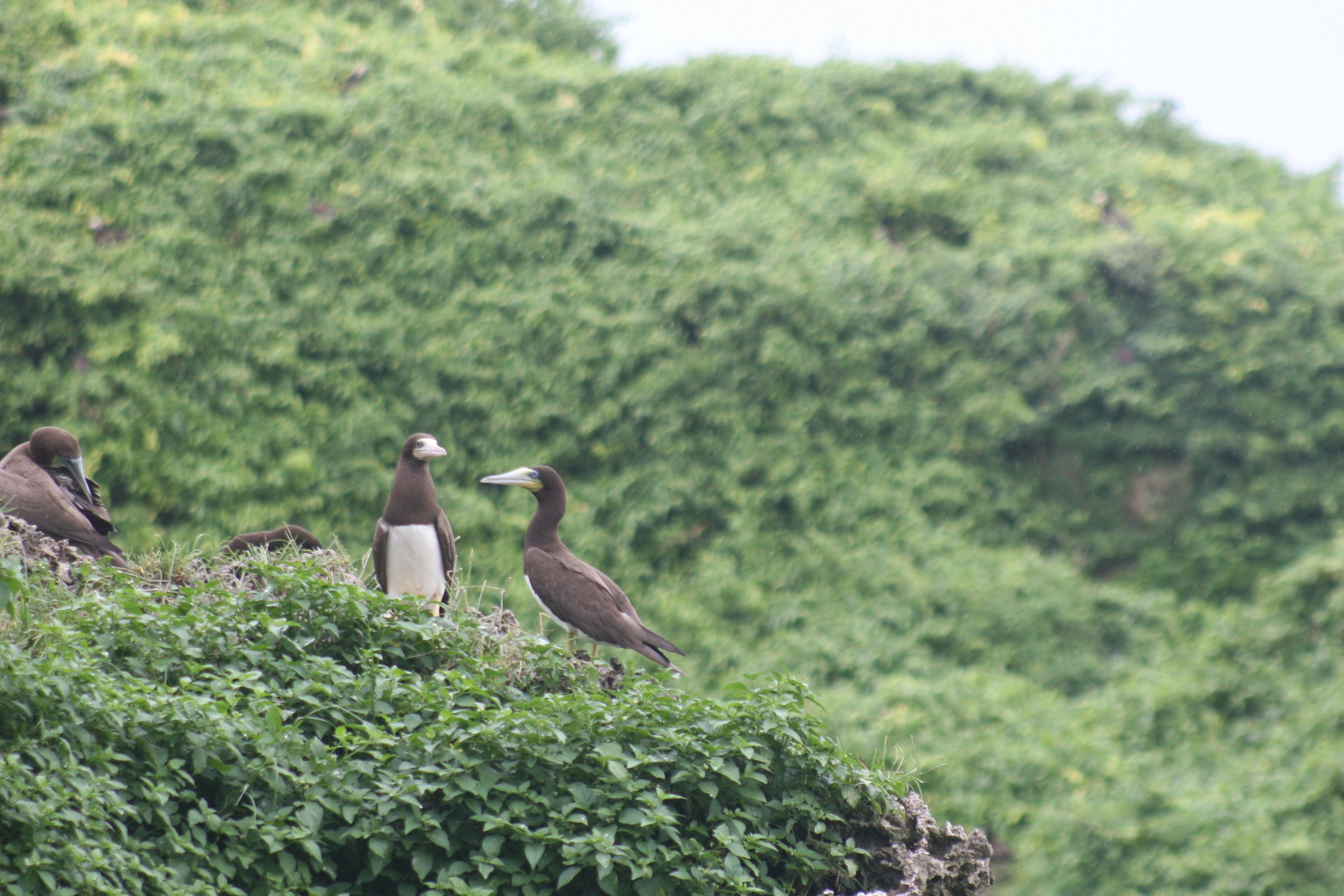 Image of Brown Booby