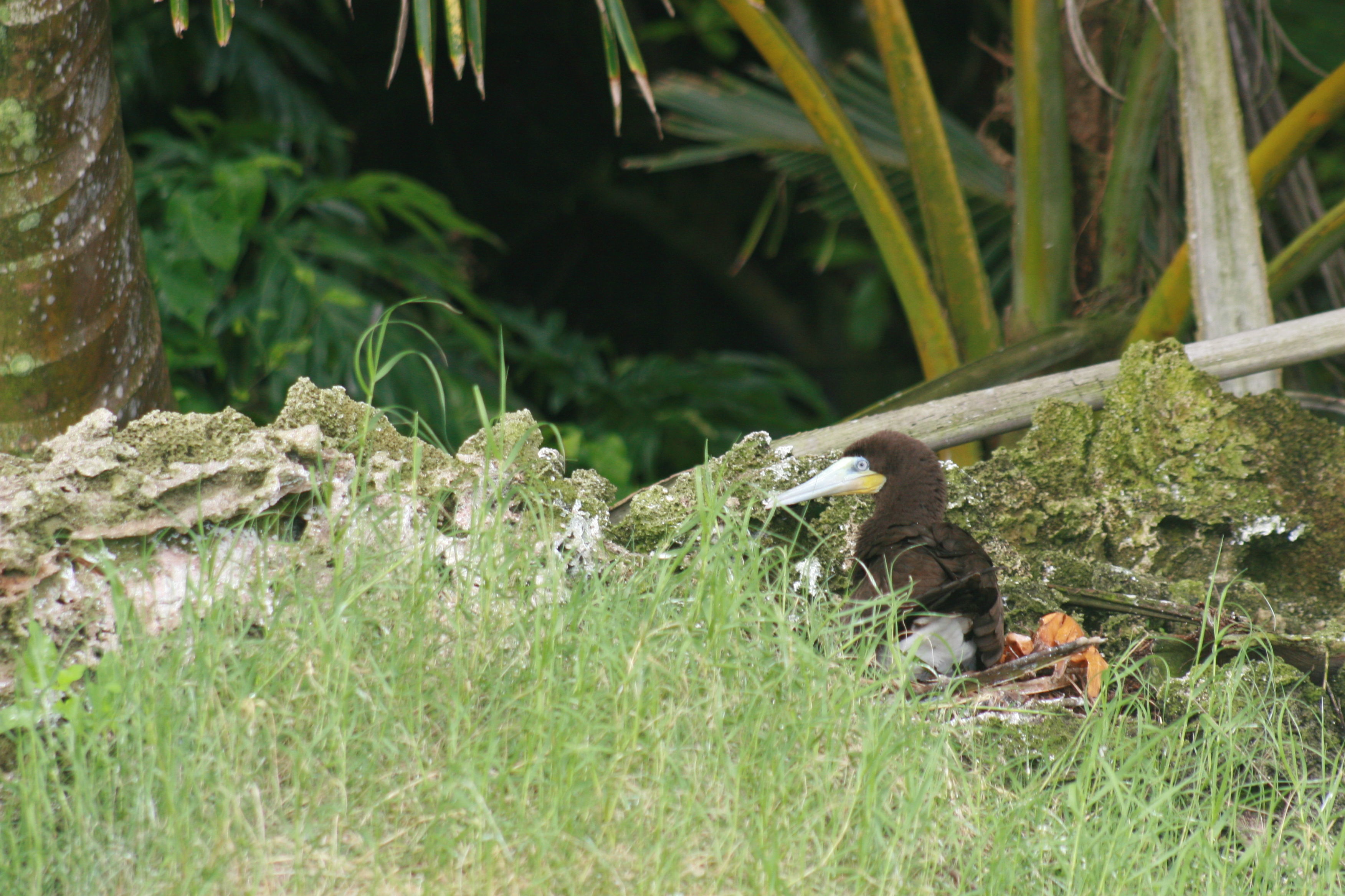 Image of Brown Booby