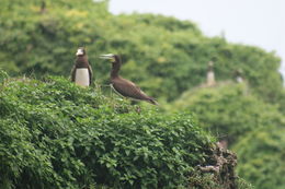 Image of Brown Booby