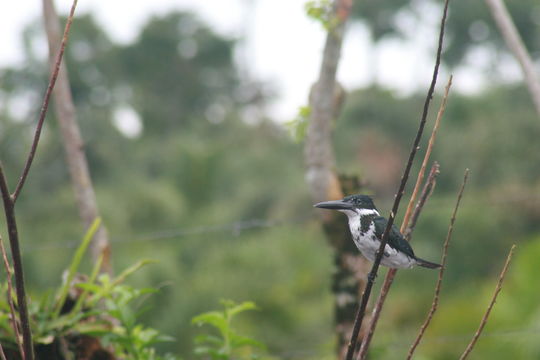 Image of Amazon Kingfisher