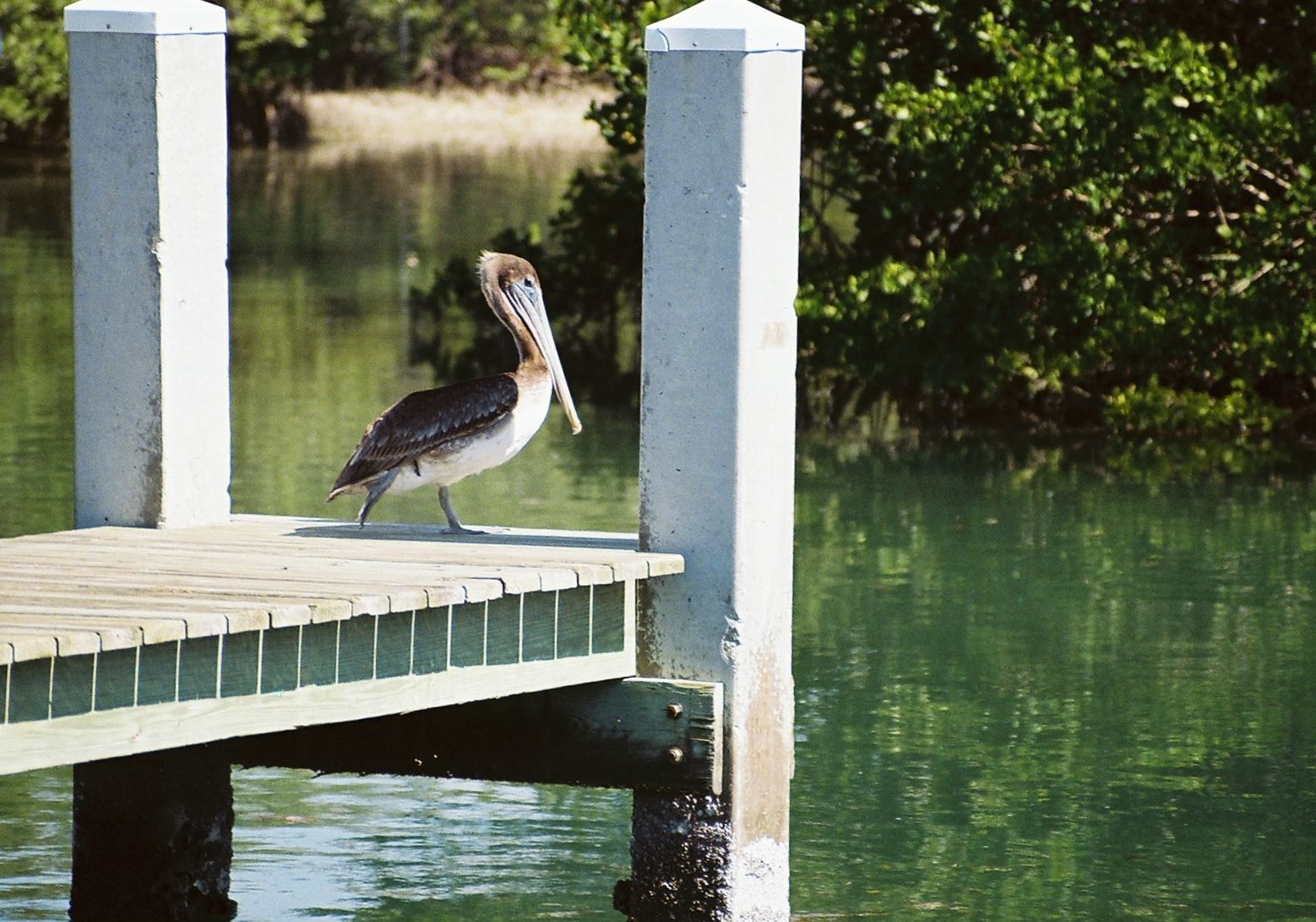 Image of Brown Pelican