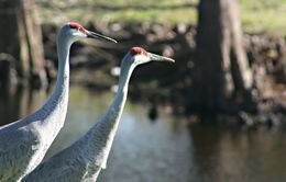 Image of sandhill crane