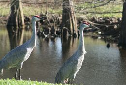 Image of sandhill crane