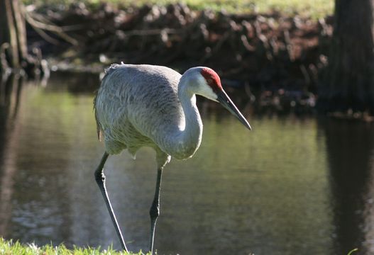 Image of sandhill crane