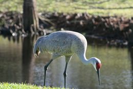 Image of sandhill crane