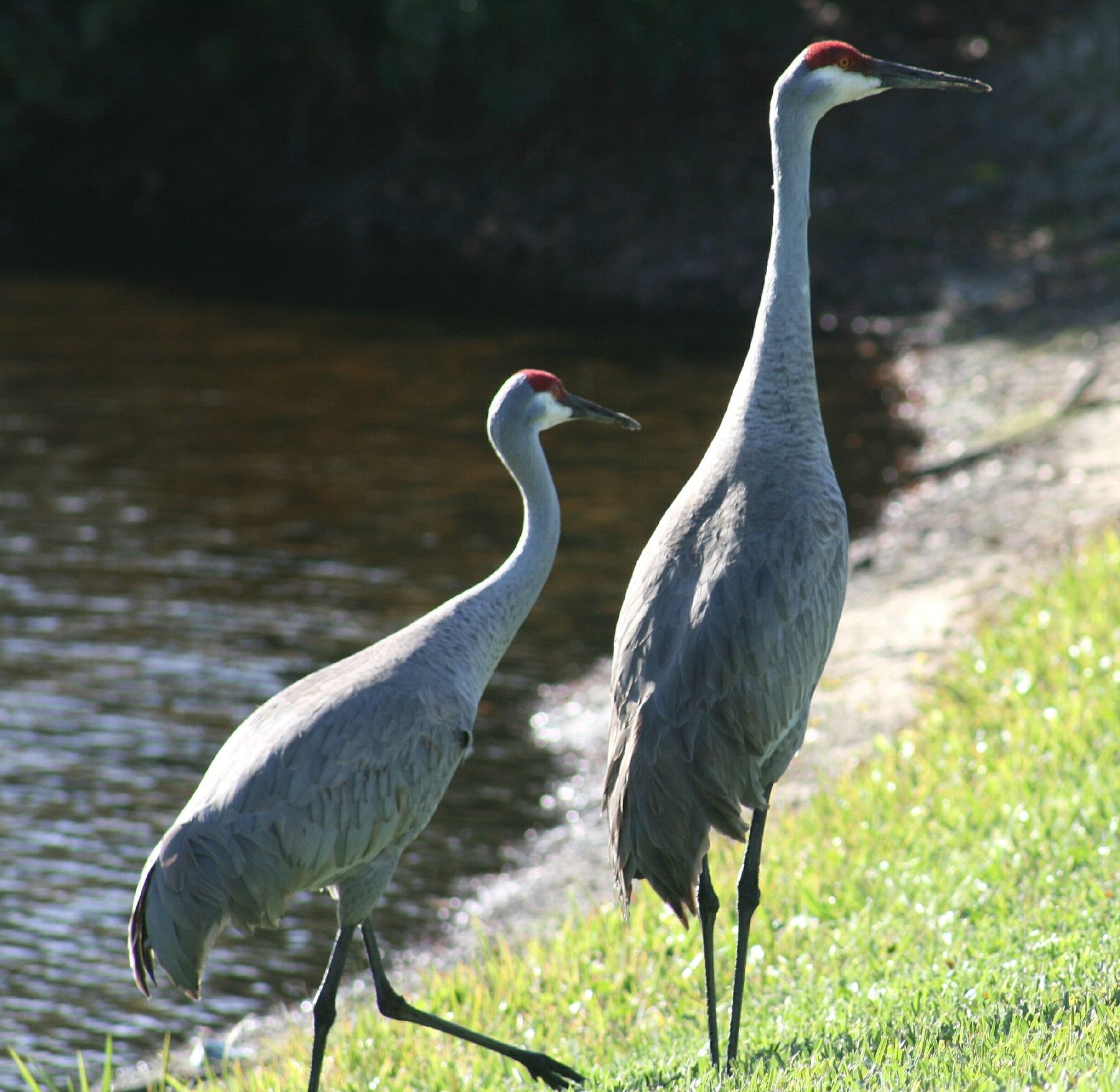 Image of sandhill crane