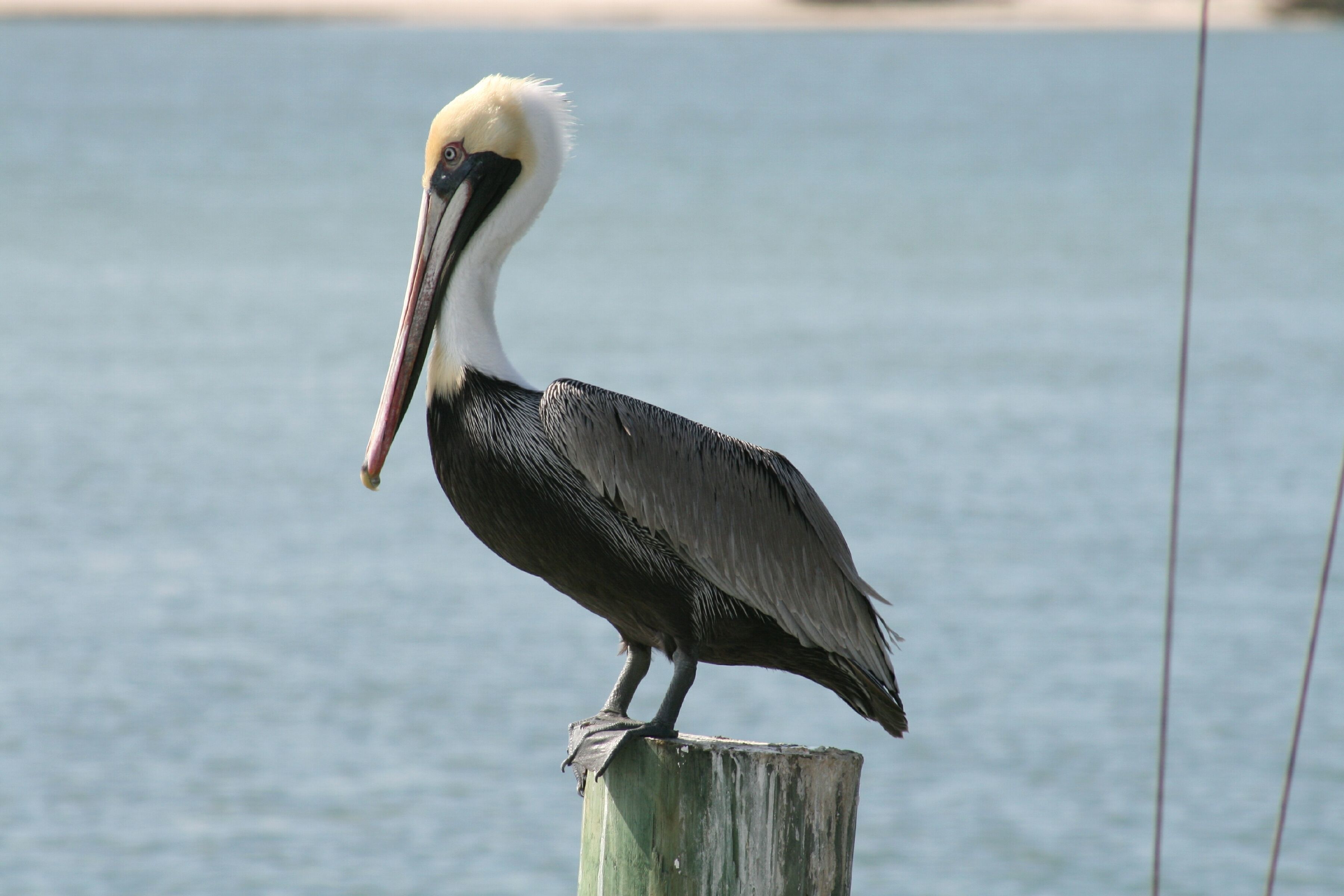 Image of Pelecanus occidentalis carolinensis Gmelin & JF 1789