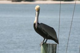 Image of Pelecanus occidentalis carolinensis Gmelin & JF 1789