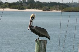 Image of Pelecanus occidentalis carolinensis Gmelin & JF 1789