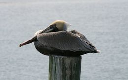 Image of Pelecanus occidentalis carolinensis Gmelin & JF 1789