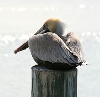 Image of Pelecanus occidentalis carolinensis Gmelin & JF 1789