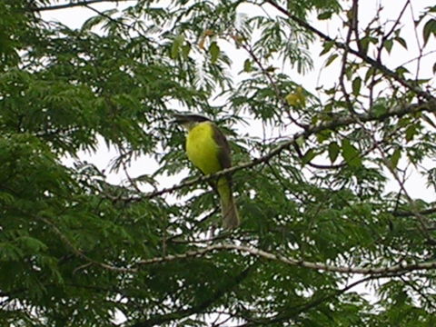 Image of Great Kiskadee