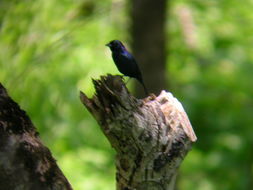 Image of Blue-black Grassquit