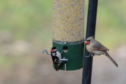 Imagem de Cardinalis cardinalis (Linnaeus 1758)