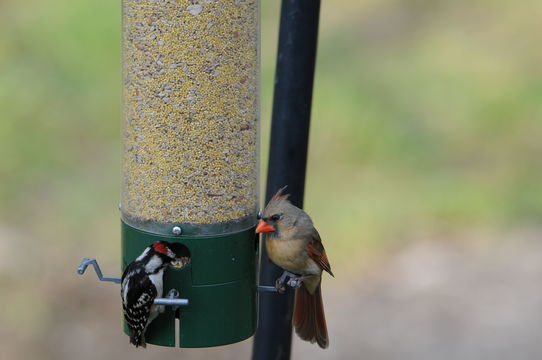 Imagem de Cardinalis cardinalis (Linnaeus 1758)