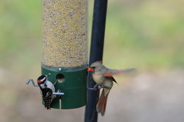 Imagem de Cardinalis cardinalis (Linnaeus 1758)