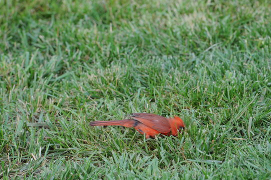 Imagem de Cardinalis cardinalis (Linnaeus 1758)