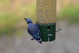 Image of Blue Jay