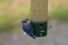 Image of Blue Jay