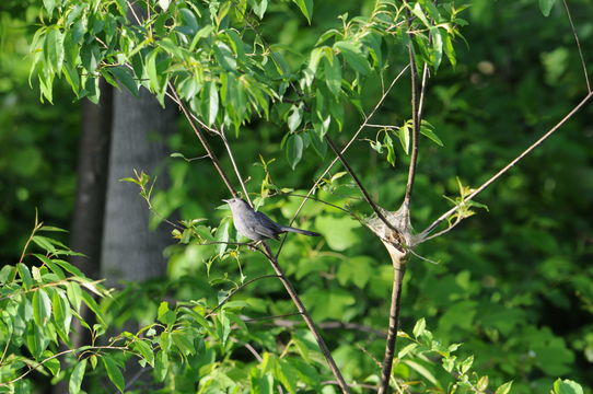 Image of Gray Catbird