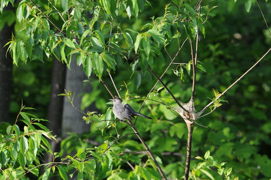 Image of Gray Catbird