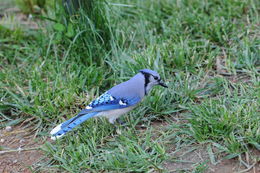 Image of Blue Jay