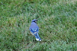 Image of Blue Jay