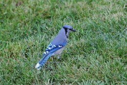 Image of Blue Jay