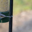 Image of American Titmice