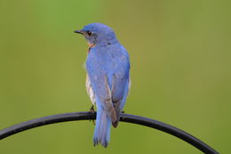 Image of Eastern Bluebird