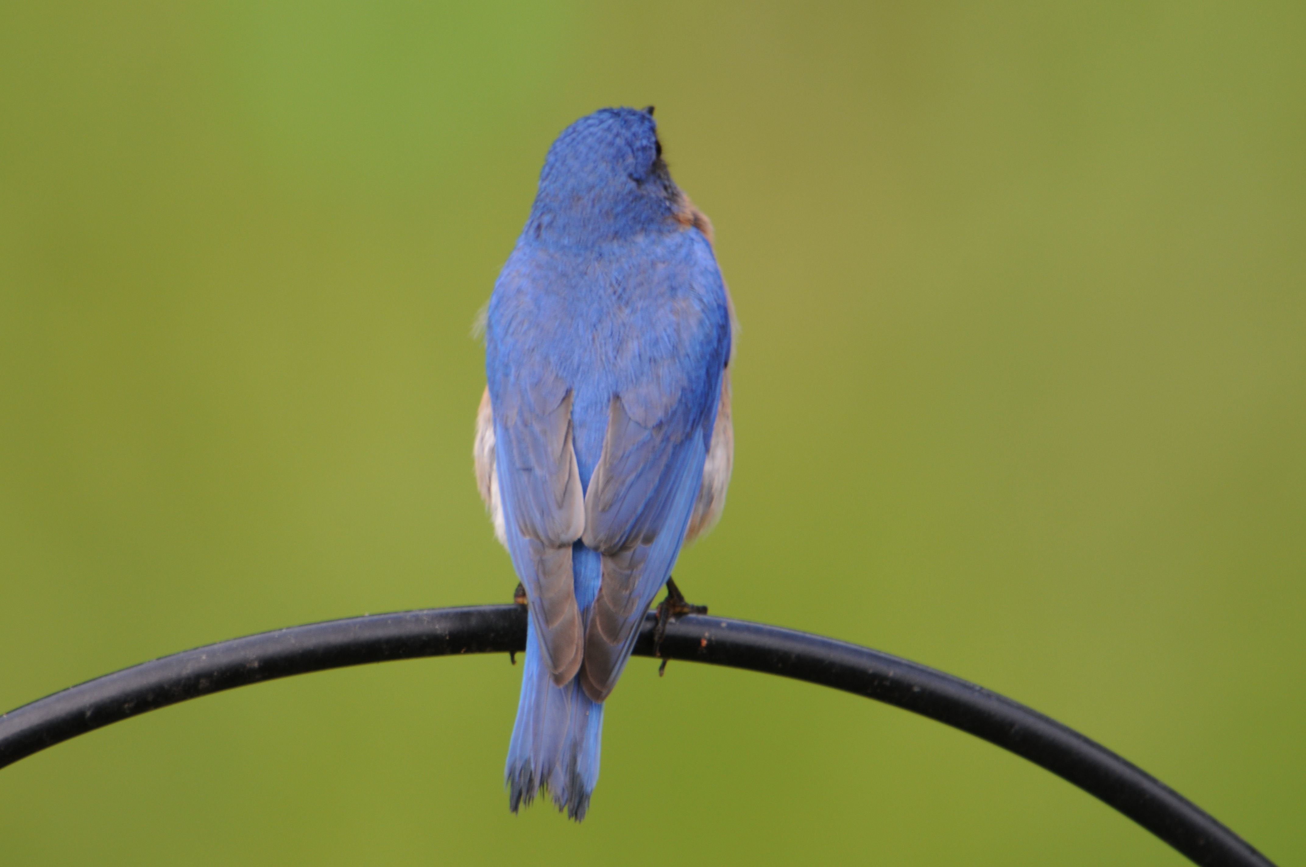 Image of Eastern Bluebird