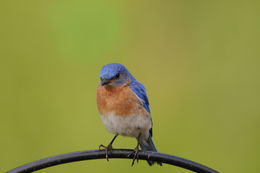 Image of Eastern Bluebird