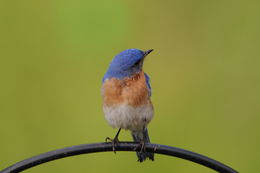 Image of Eastern Bluebird