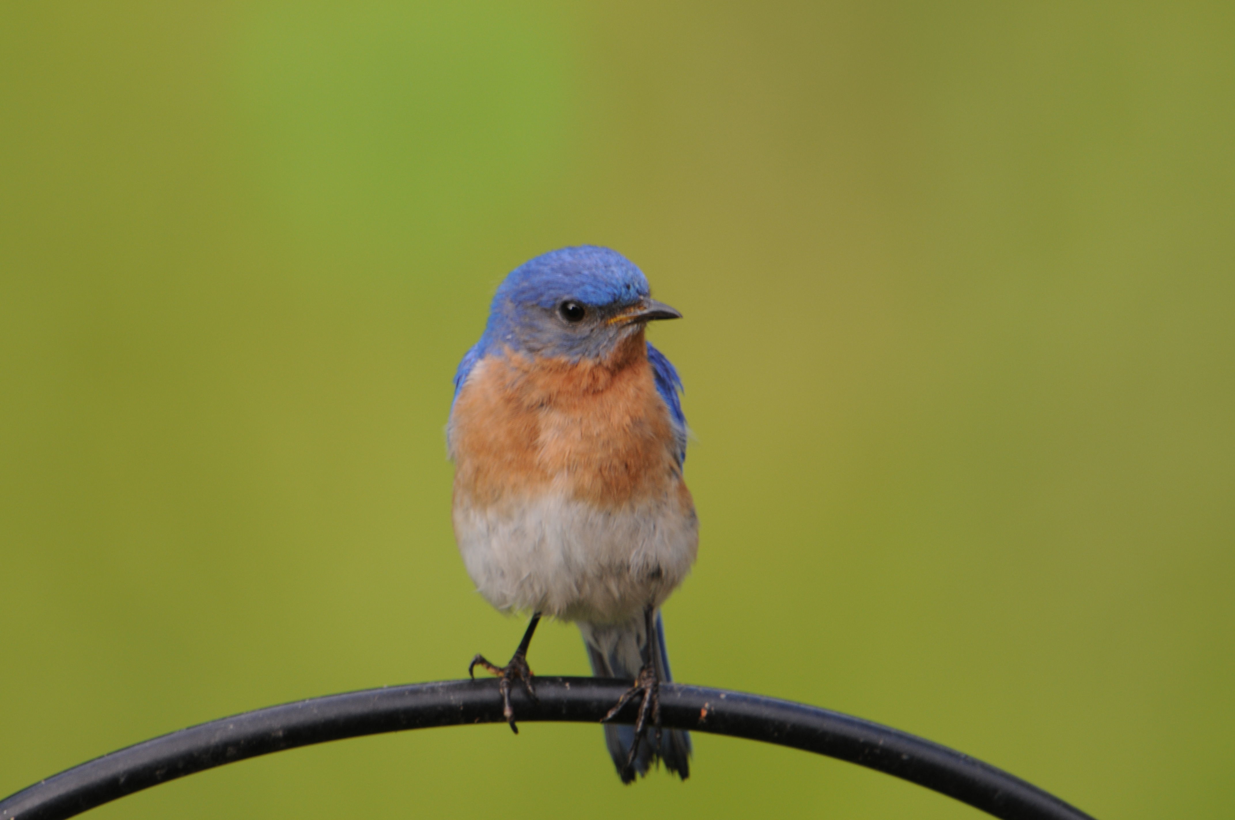 Image of Eastern Bluebird