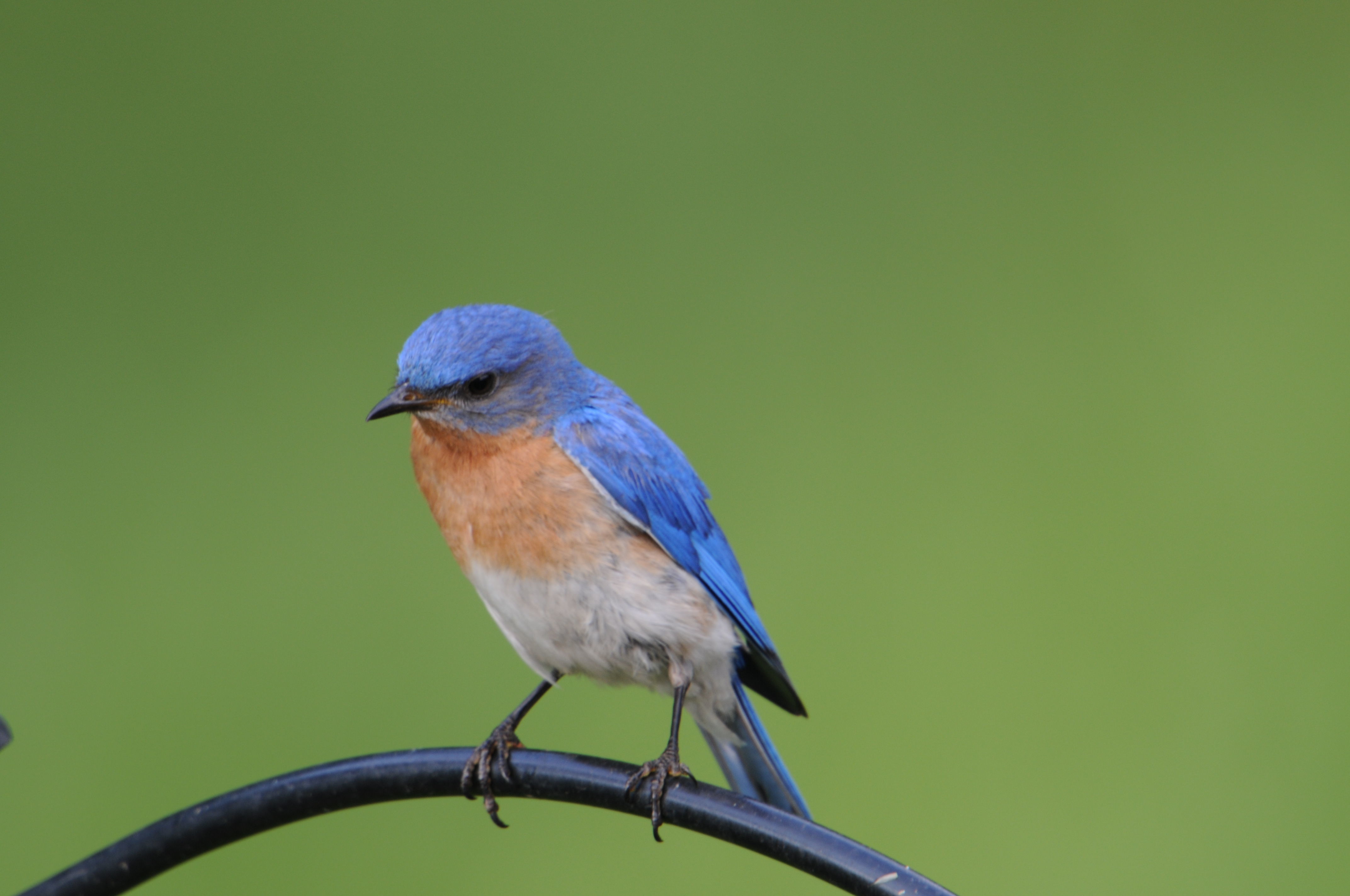 Image of Eastern Bluebird