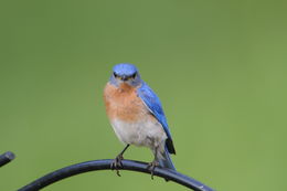 Image of Eastern Bluebird