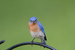 Image of Eastern Bluebird