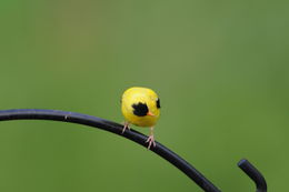 Image of <i>Carduelis tristis</i> (Linnaeus 1758)