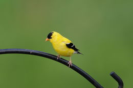 Image of <i>Carduelis tristis</i> (Linnaeus 1758)