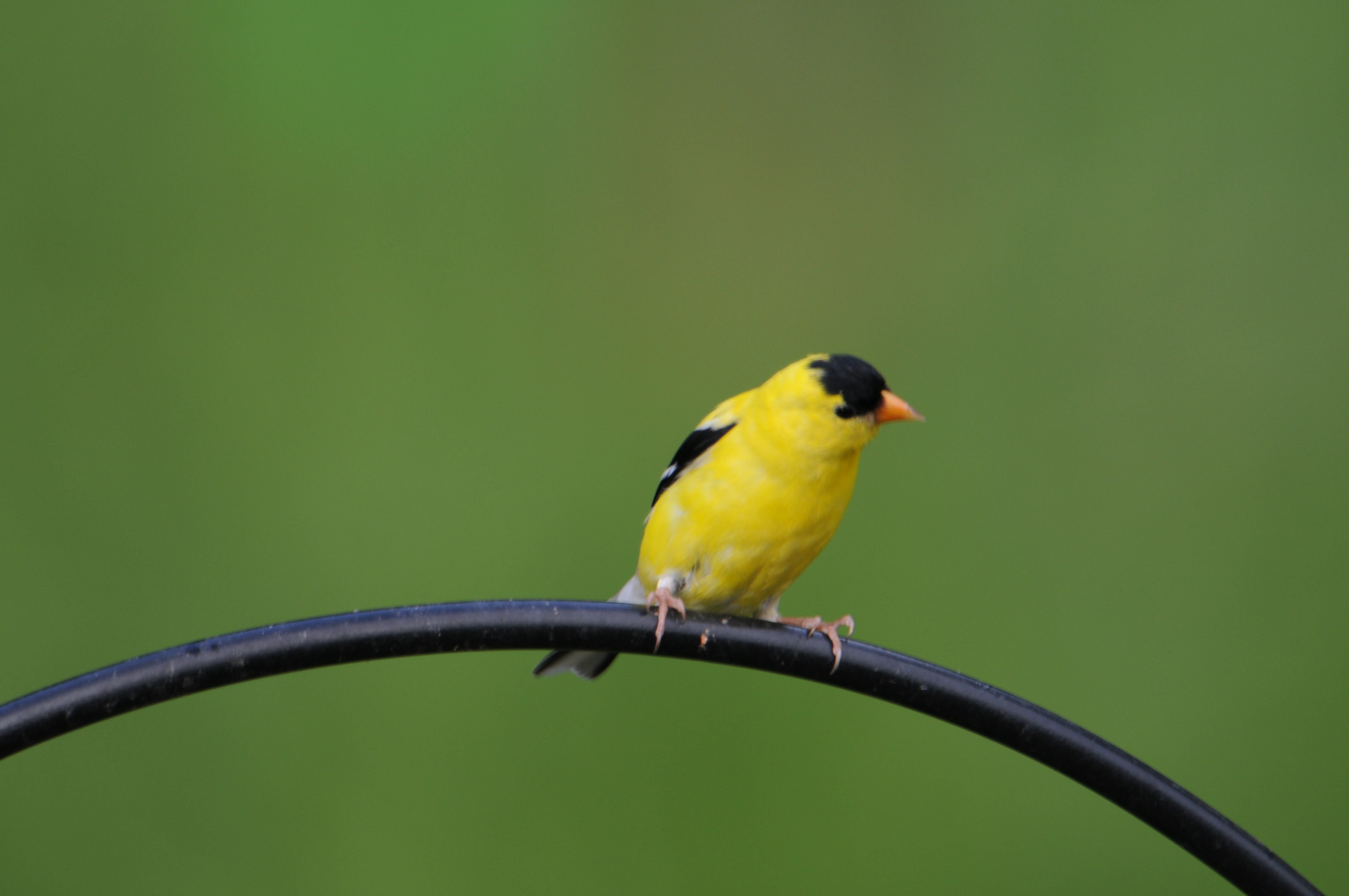 Image of <i>Carduelis tristis</i> (Linnaeus 1758)