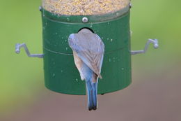 Image of Eastern Bluebird