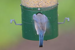 Image of Eastern Bluebird