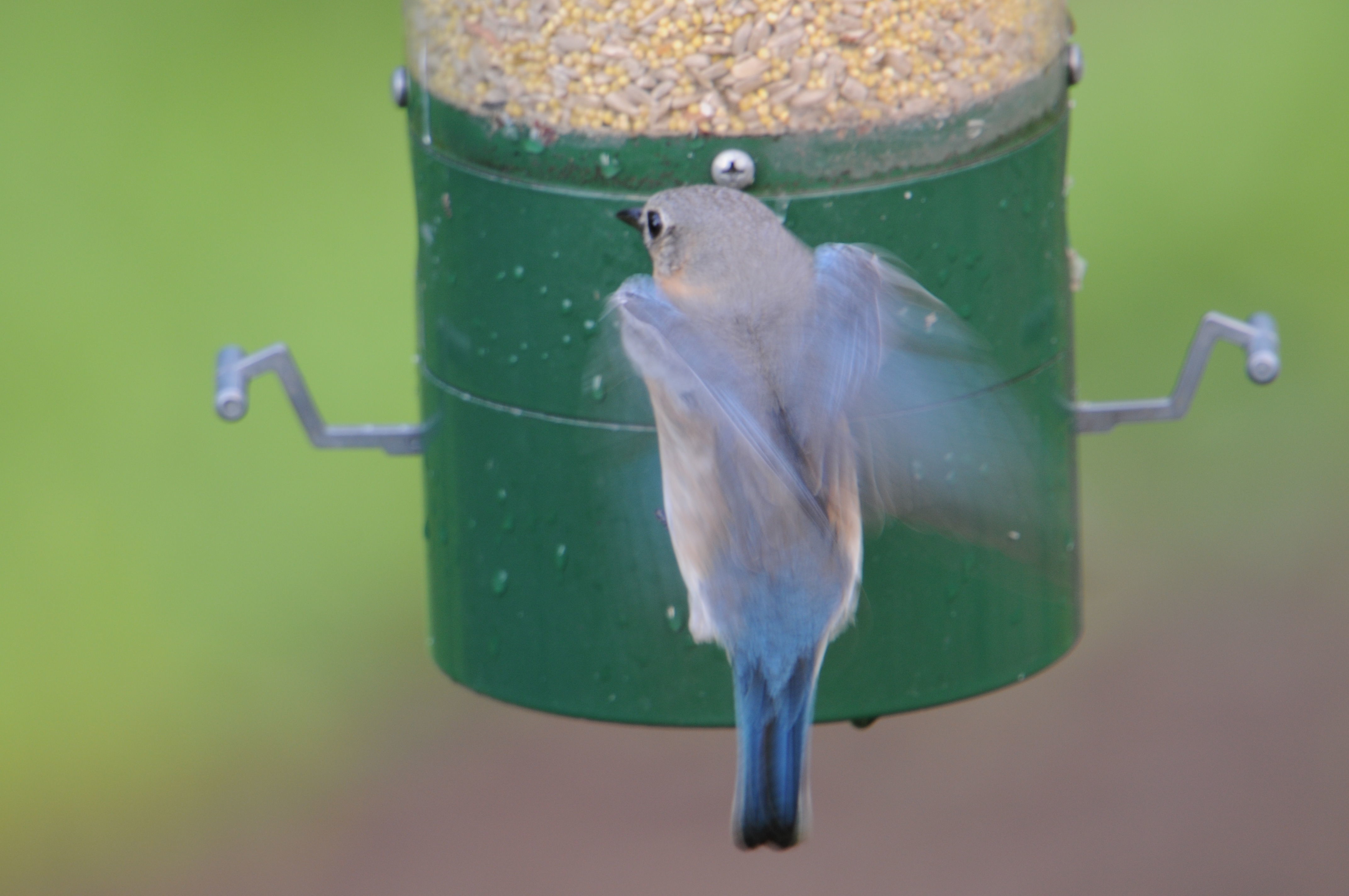 Image of Eastern Bluebird