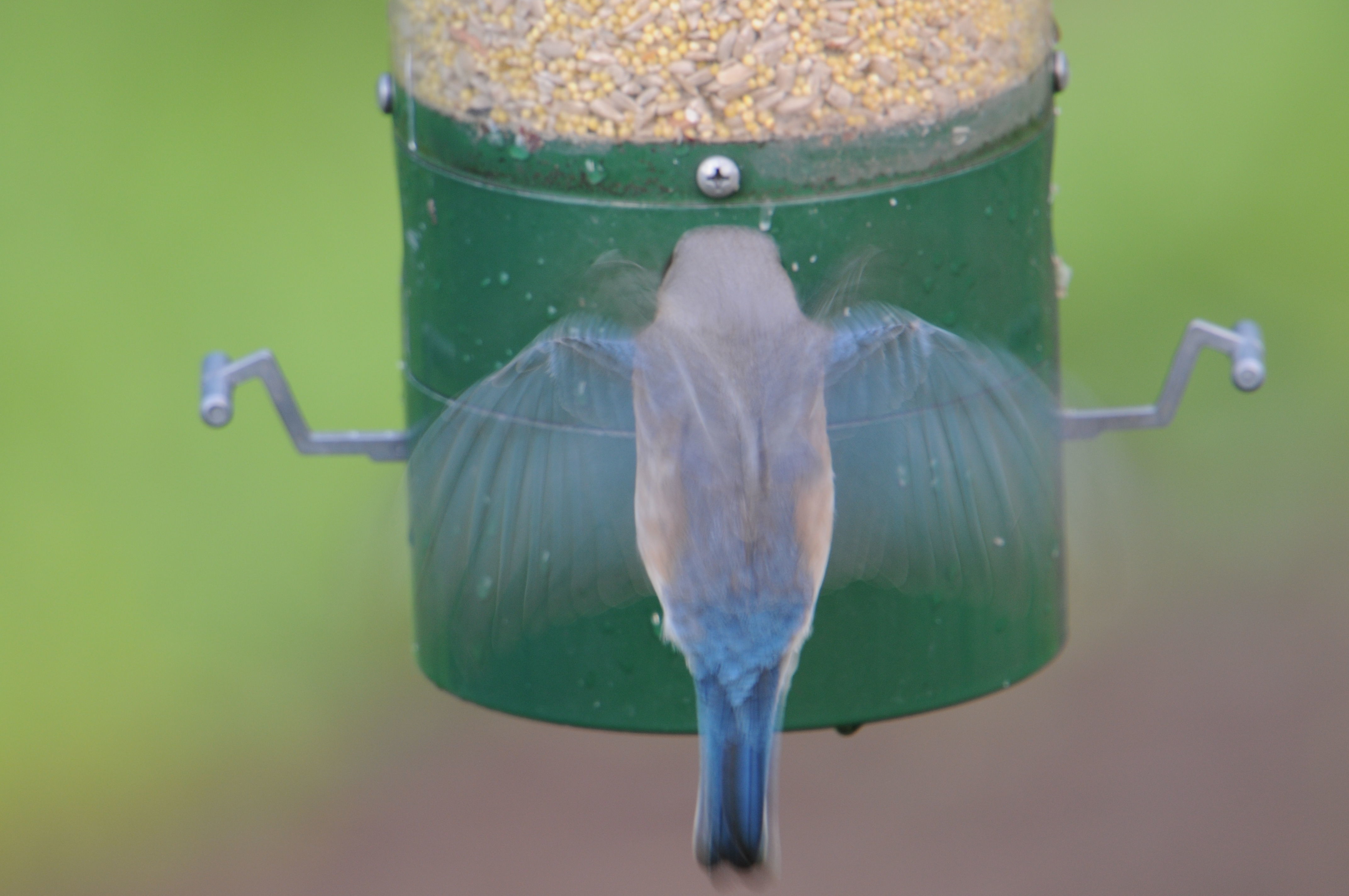 Image of Eastern Bluebird