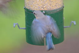 Image of Eastern Bluebird