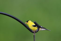 Image of <i>Carduelis tristis</i> (Linnaeus 1758)