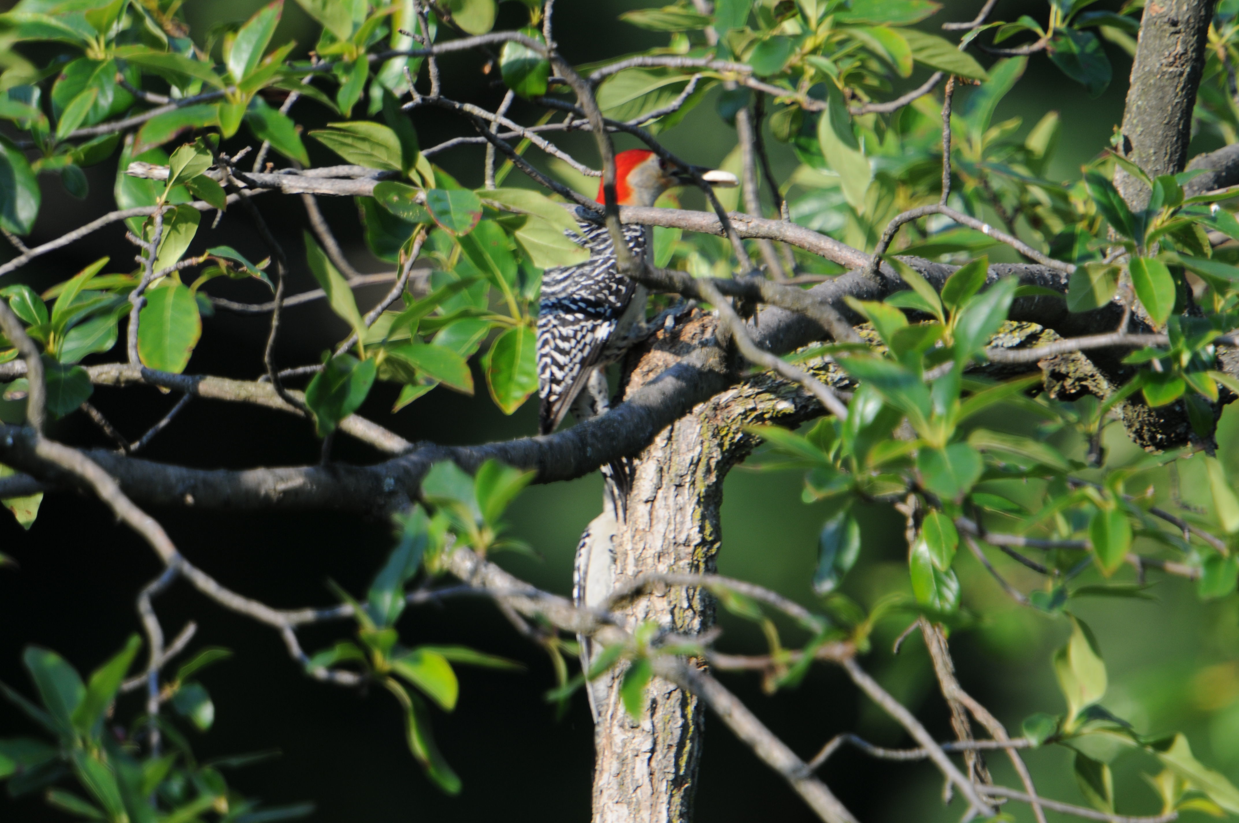 Melanerpes carolinus (Linnaeus 1758)的圖片